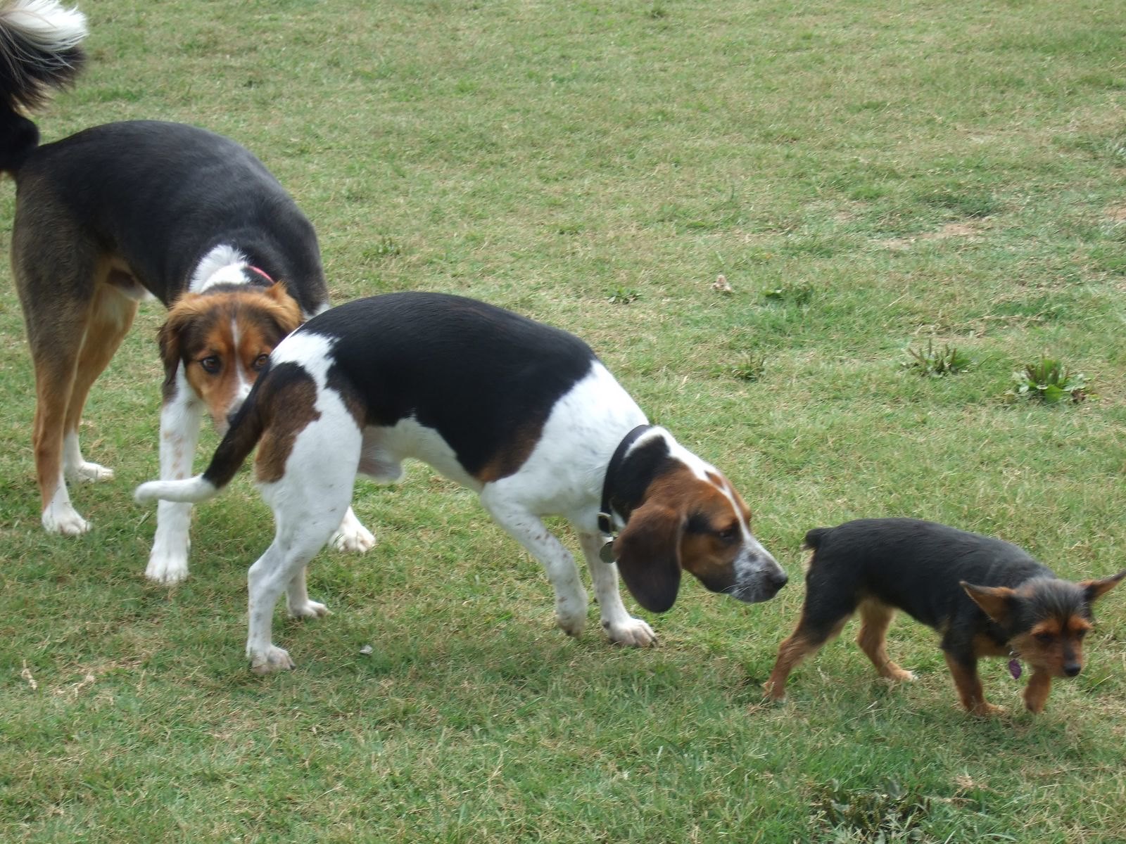 Why do dogs smell each others' bums? Pawshake Blog