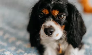 King Charles Cavalier