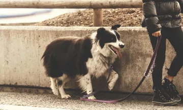 A Border Collie walking on a lead