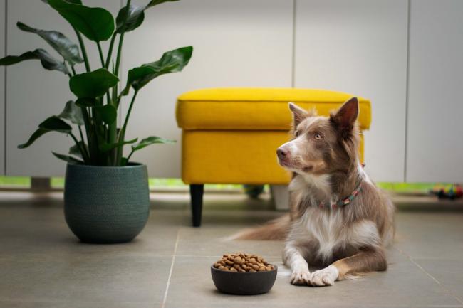 Collie dog with dog food in bowl