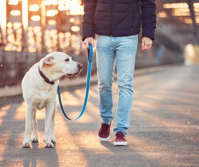 leash walking training