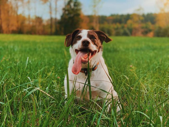 Dog in long grass