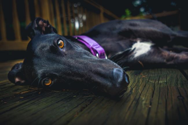 Black Greyhound reclining