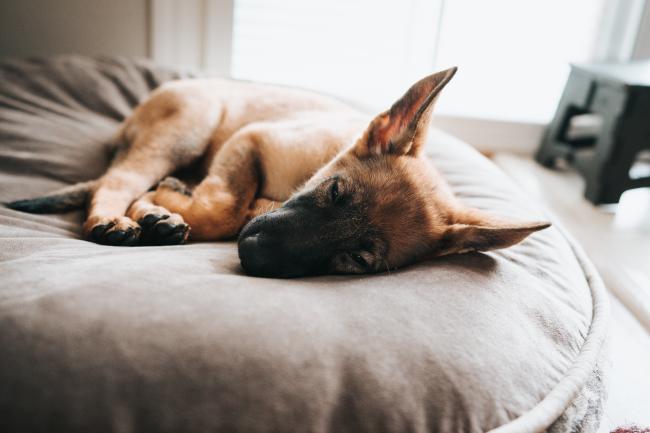 German Shepherd puppy sleeping on a bed