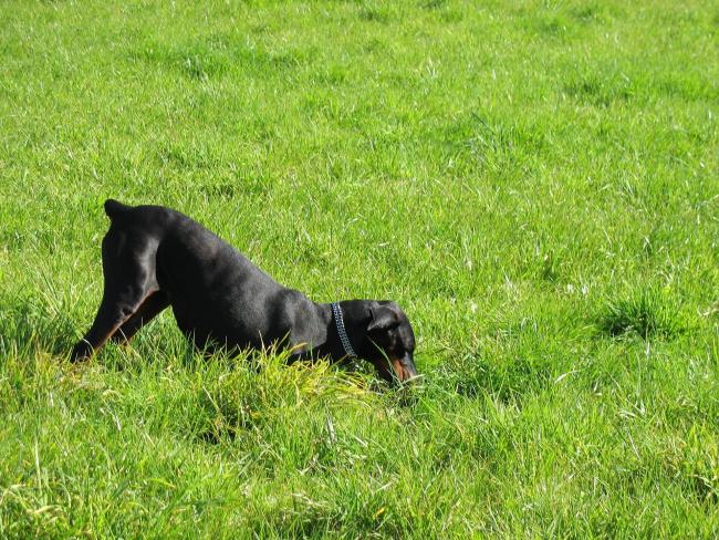 Dog digging in lawn