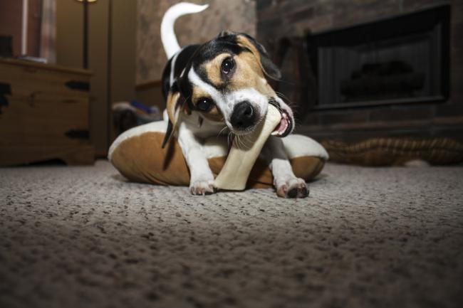hond kaut op bot