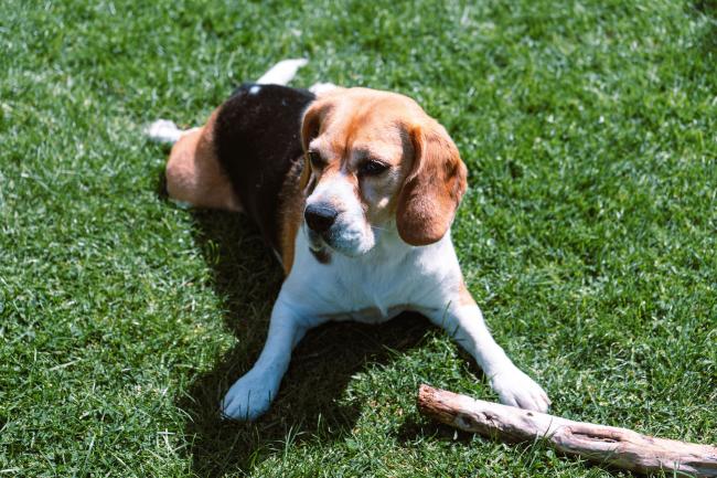 Beagle lying on grass with a stick