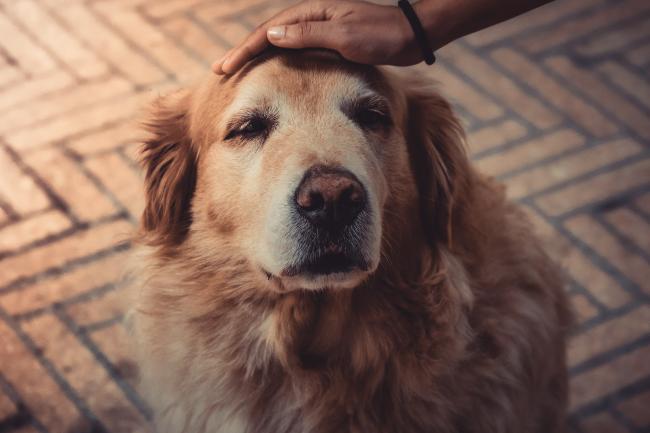 Senior dog getting a pat