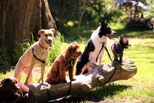 Dogs on a walk