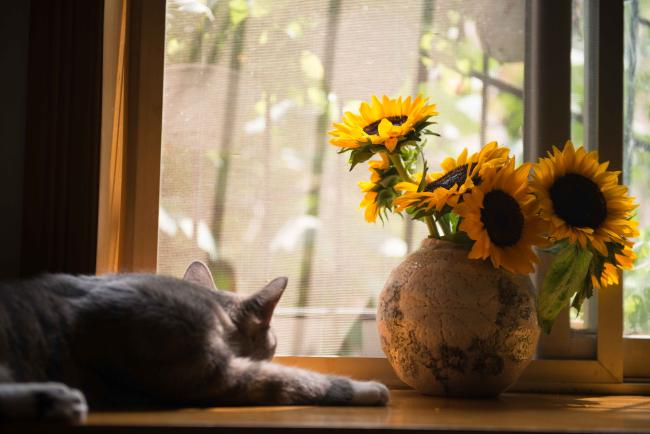 Cat napping near flowers
