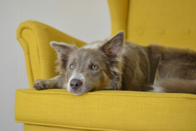 A dog on the couch