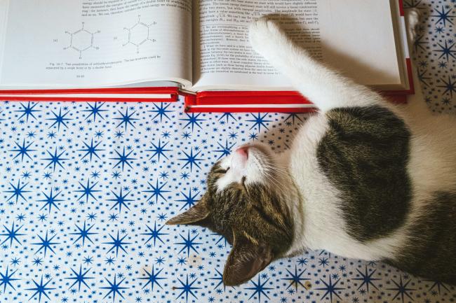 A Cat with a Book